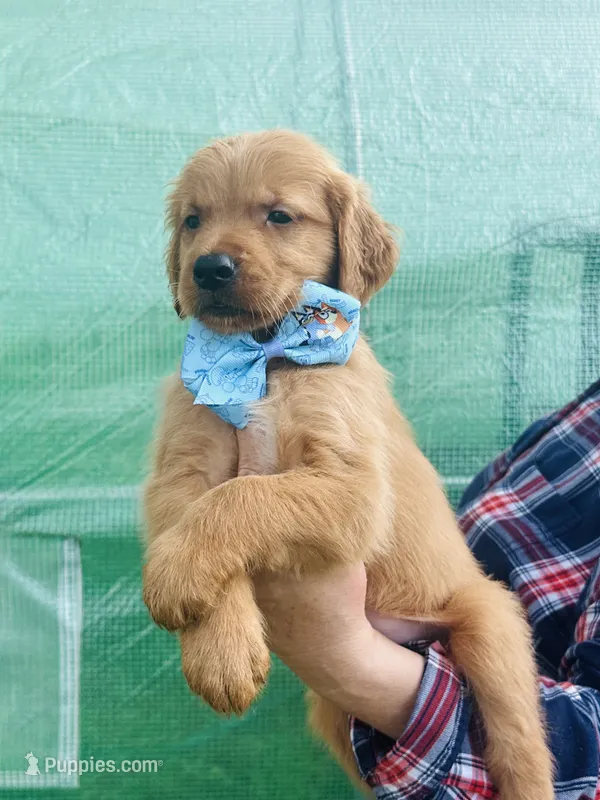 L Mr Gray – Golden Retriever puppy for sale in Tallahassee, FL