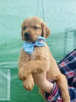 L Mr Gray, a male Golden Retriever for sale in Tallahassee, FL – 1 of 8