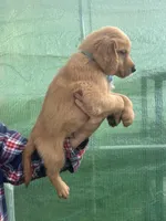 L Mr Grey RedBone, a male Golden Retriever for sale in Tallahassee, FL – 3 of 8