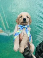 S Mr Light Blue, a male Golden Retriever for sale in Tallahassee, FL – 2 of 10