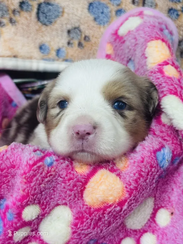 R Miss Pink – Miniature Australian Shepherd puppy for sale in Tallahassee, FL