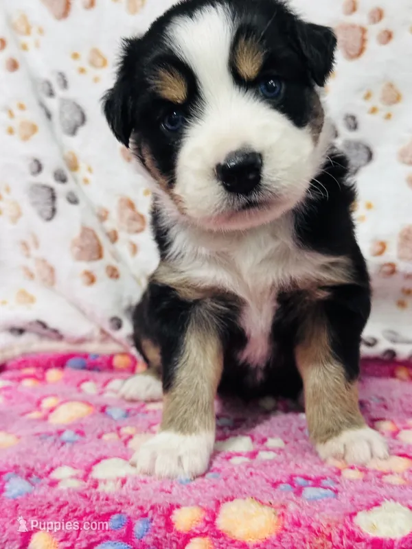 H Miss Black  – Miniature Australian Shepherd puppy for sale in Tallahassee, FL