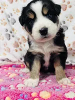 H Miss Black , a female Miniature Australian Shepherd for sale in Tallahassee, FL – 1 of 10