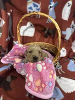 L Miss Pink, a female Golden Retriever for sale in Tallahassee, FL – 2 of 3