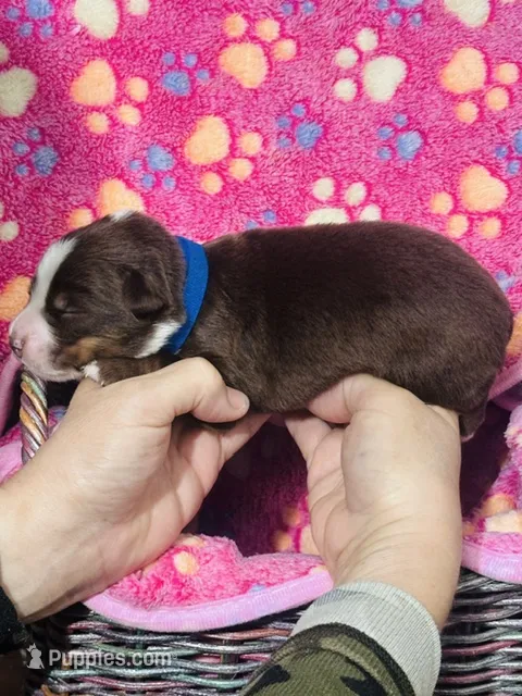 H Miss Blue  – Miniature Australian Shepherd puppy for sale in Tallahassee, FL
