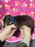 H Miss Blue , a female Miniature Australian Shepherd for sale in Tallahassee, FL – 1 of 3