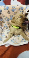 S Mr. Neon Green, a male Golden Retriever for sale in Tallahassee, FL – 2 of 3