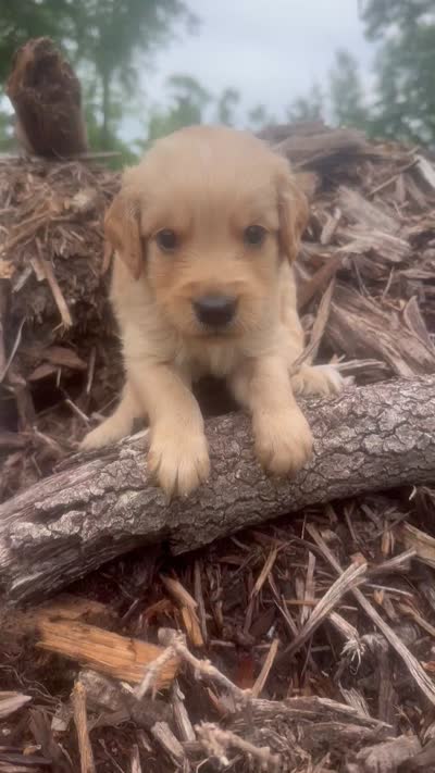 S Mr Light Blue, a male Golden Retriever for sale in Tallahassee, FL – 7 of 10