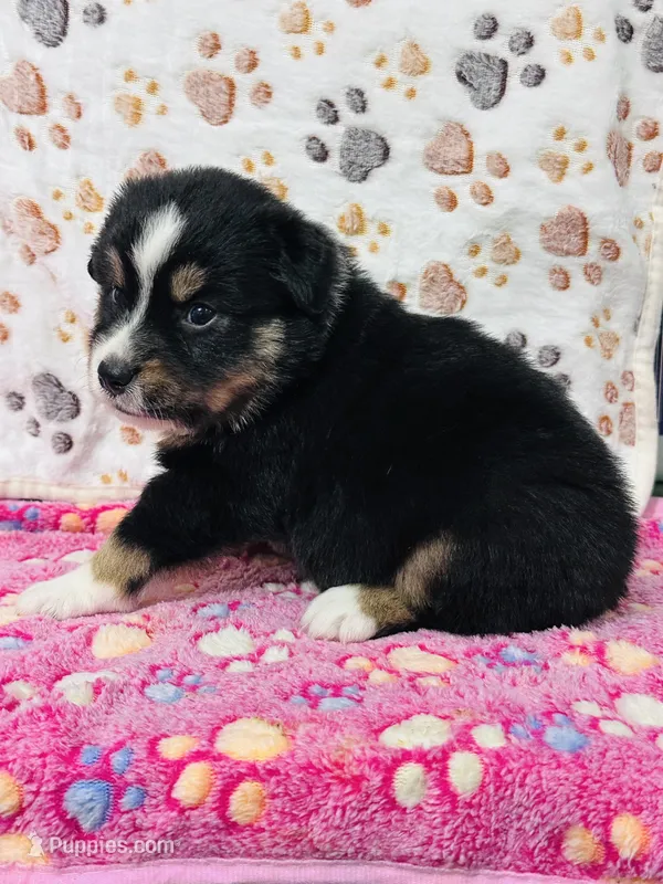 H Miss Orange – Miniature Australian Shepherd puppy for sale in Tallahassee, FL
