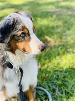 Rhea , a female Miniature Australian Shepherd for sale in Tallahassee, FL – 2 of 6