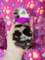 R Miss Pink, a female Miniature Australian Shepherd for sale in Tallahassee, FL – 2 of 2