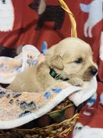 L Mr. Green , a male Golden Retriever for sale in Tallahassee, FL – 3 of 3