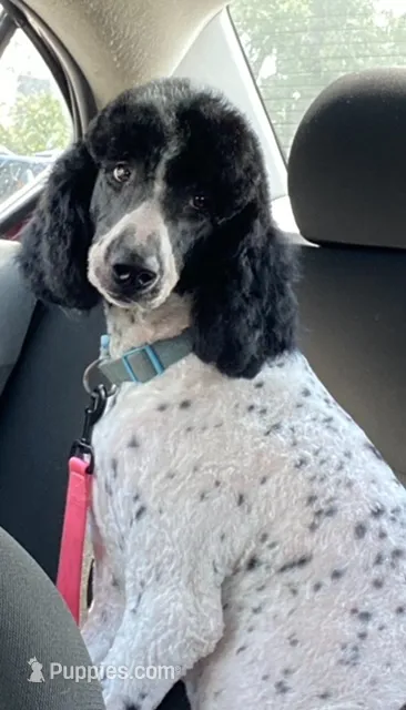 Leif The Parti Poodle – Poodle - Standard  puppy for sale in Tallahassee, FL