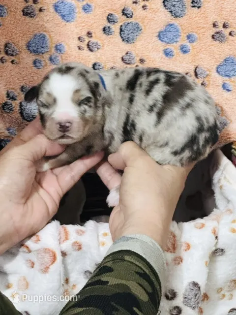 H Mr Blue – Miniature Australian Shepherd puppy for sale in Tallahassee, FL