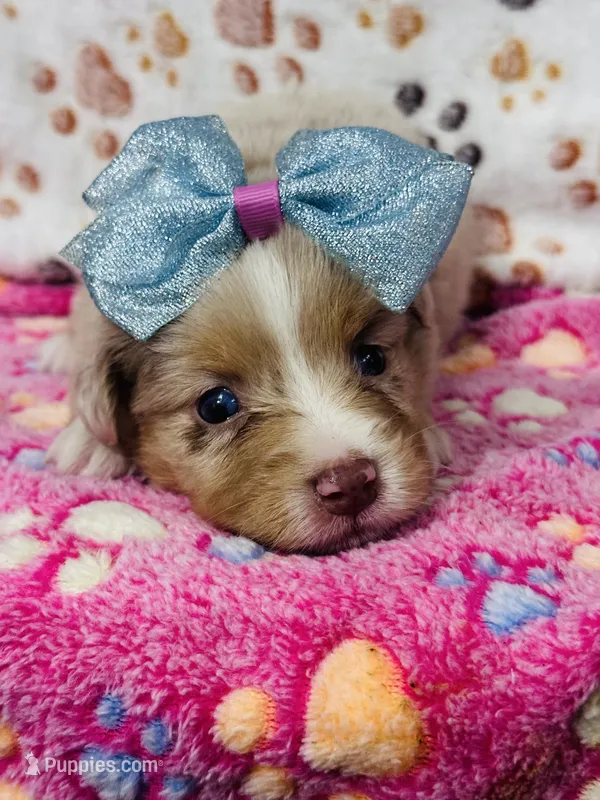 H Miss Lime Green – Miniature Australian Shepherd puppy for sale in Tallahassee, FL