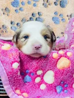 R Miss Pink, a female Miniature Australian Shepherd for sale in Tallahassee, FL – 8 of 10