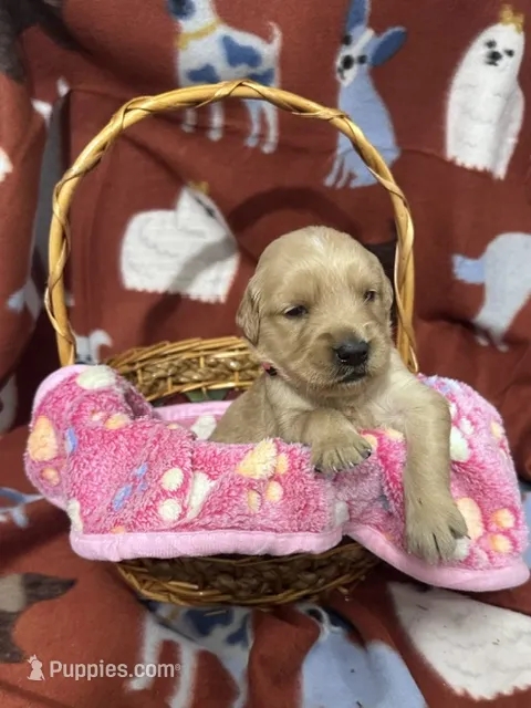 L Miss Pink – Golden Retriever puppy for sale in Tallahassee, FL