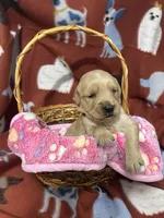 L Miss Pink, a female Golden Retriever for sale in Tallahassee, FL – 1 of 3