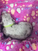 H Miss Lime Green, a female Miniature Australian Shepherd for sale in Tallahassee, FL – 2 of 4