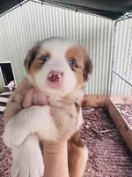 R Miss Pink, a female Miniature Australian Shepherd for sale in Tallahassee, FL – 2 of 10