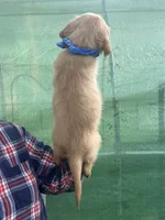L Miss Red, a female Golden Retriever for sale in Tallahassee, FL – 4 of 8