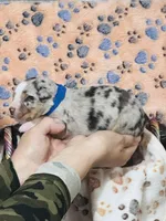 H Mr Blue, a male Miniature Australian Shepherd for sale in Tallahassee, FL – 3 of 5