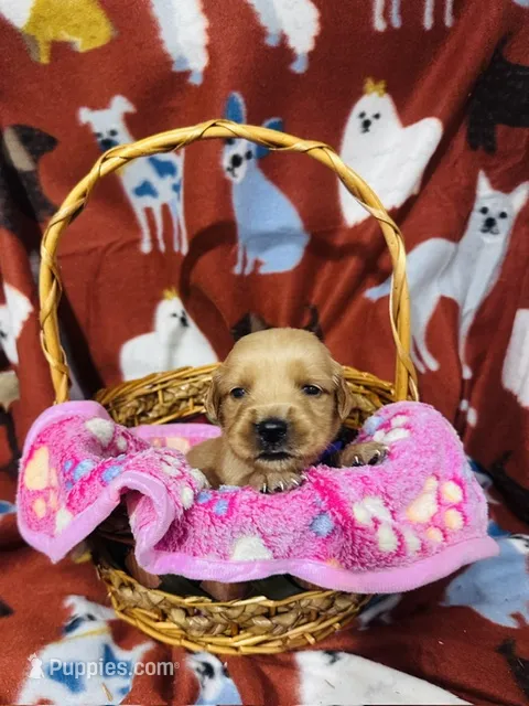 L Miss Purple – Golden Retriever puppy for sale in Tallahassee, FL