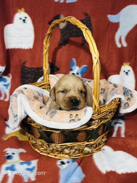 L Mr Mint Green – Golden Retriever puppy for sale in Tallahassee, FL