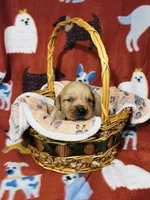 L Mr Mint Green, a male Golden Retriever for sale in Tallahassee, FL – 1 of 3