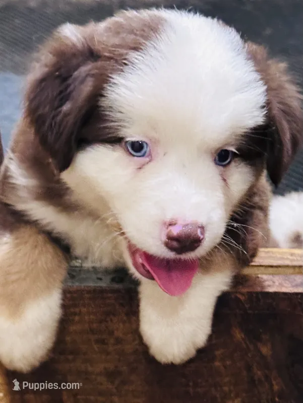 R Mr Green – Miniature Australian Shepherd puppy for sale in Tallahassee, FL