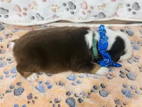 R Mr Green, a male Miniature Australian Shepherd for sale in Tallahassee, FL – 4 of 9