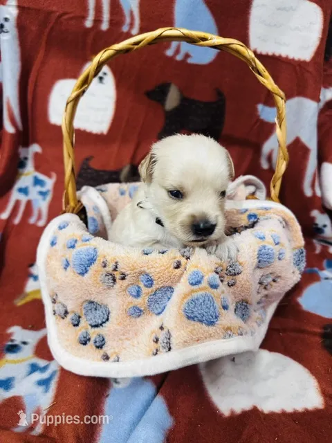 L Mr. Black (Olaf) – Golden Retriever puppy for sale in Tallahassee, FL
