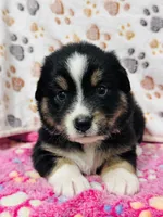 H Miss Orange, a female Miniature Australian Shepherd for sale in Tallahassee, FL – 8 of 10