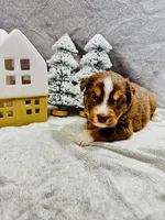 Mr. Black, a male Miniature Australian Shepherd for sale in Tallahassee, FL – Photo 1 of 2