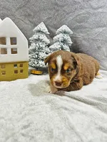 Mr. Black, a male Miniature Australian Shepherd for sale in Tallahassee, FL – Photo 2 of 2