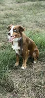 Moose, a male Miniature Australian Shepherd for sale in Tallahassee, FL – 4 of 5