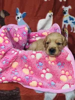 S Miss Purple, a female Golden Retriever for sale in Tallahassee, FL – 1 of 3
