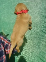 L Miss Pink, a female Golden Retriever for sale in Tallahassee, FL – 4 of 7
