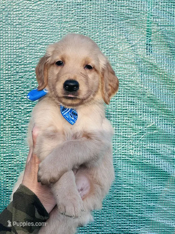 S Mr Brown – Golden Retriever puppy for sale in Tallahassee, FL