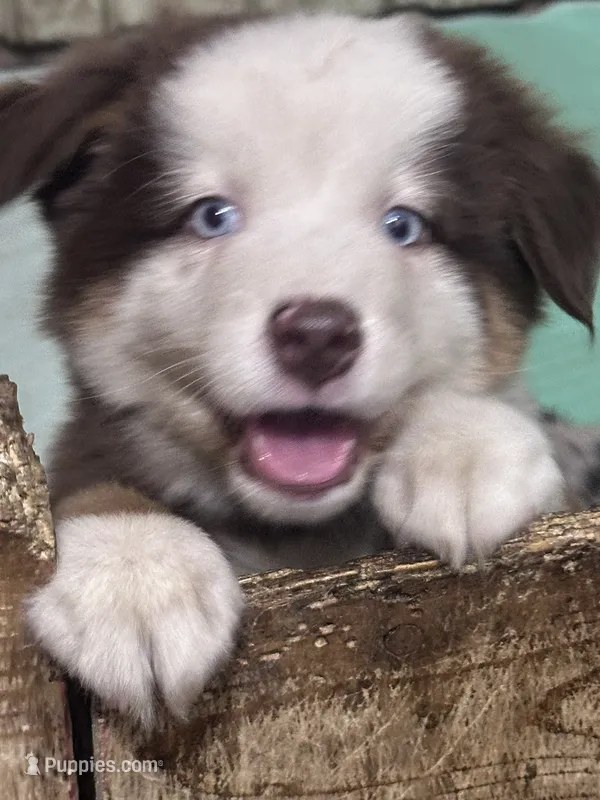 R Mr Green – Miniature Australian Shepherd puppy for sale in Tallahassee, FL