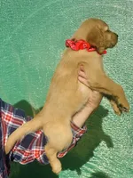 L Miss Pink, a female Golden Retriever for sale in Tallahassee, FL – 3 of 7