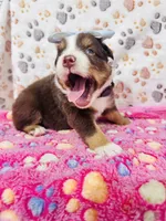 H Miss Brown, a female Miniature Australian Shepherd for sale in Tallahassee, FL – 8 of 9