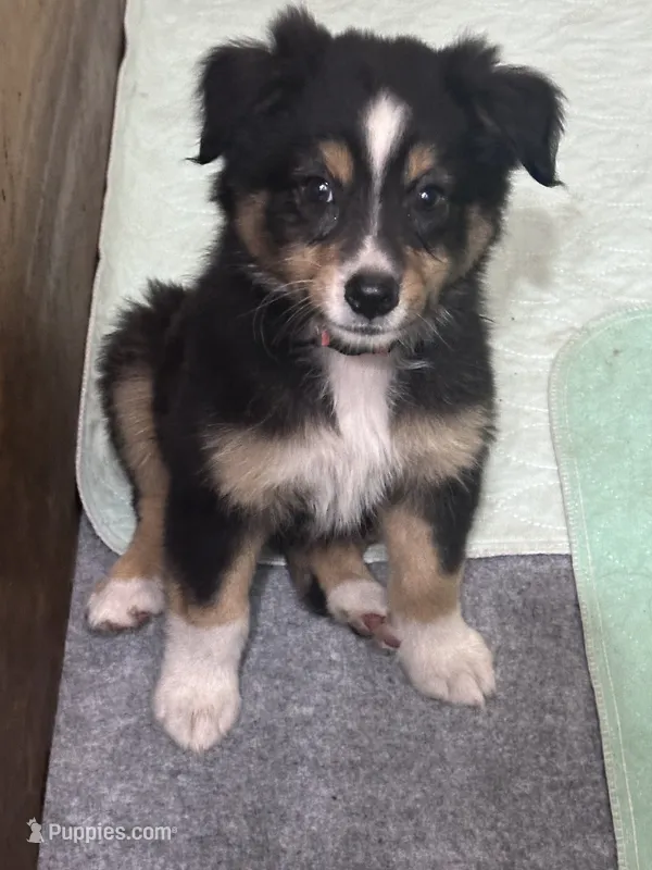 H Miss Orange – Miniature Australian Shepherd puppy for sale in Tallahassee, FL