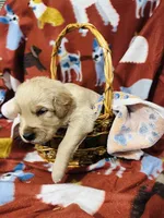 S Mr. Brown, a male Golden Retriever for sale in Tallahassee, FL – 3 of 3