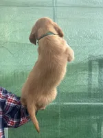 L Mr Grey RedBone, a male Golden Retriever for sale in Tallahassee, FL – 4 of 8