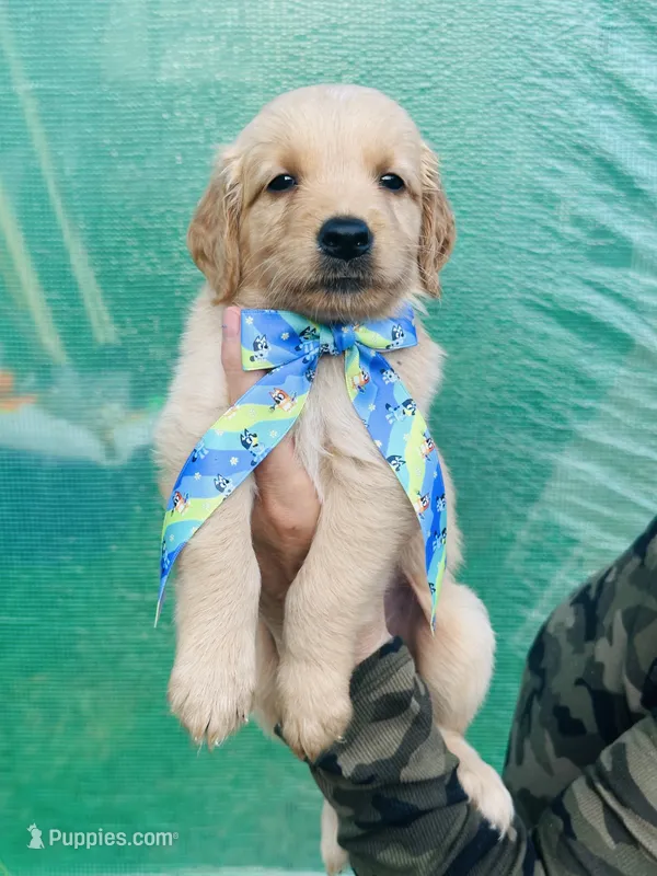 S Mr Light Blue – Golden Retriever puppy for sale in Tallahassee, FL