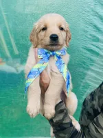 S Mr Light Blue, a male Golden Retriever for sale in Tallahassee, FL – 1 of 10