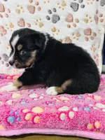 H Miss Orange, a female Miniature Australian Shepherd for sale in Tallahassee, FL – 3 of 10