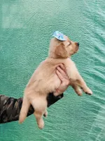 S Miss Pink, a female Golden Retriever for sale in Tallahassee, FL – 4 of 8