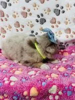 H Miss Lime Green, a female Miniature Australian Shepherd for sale in Tallahassee, FL – 3 of 10